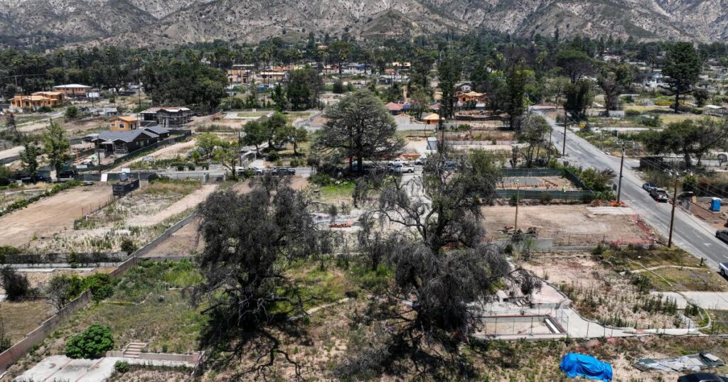 Overgrown lots in Altadena, Palisades pose fire risk. L.A. County is pushing to clear them