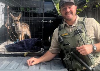 Wild deer captured and kept in a dog crate for weeks. A Bay Area resident is cited