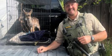 Wild deer captured and kept in a dog crate for weeks. A Bay Area resident is cited