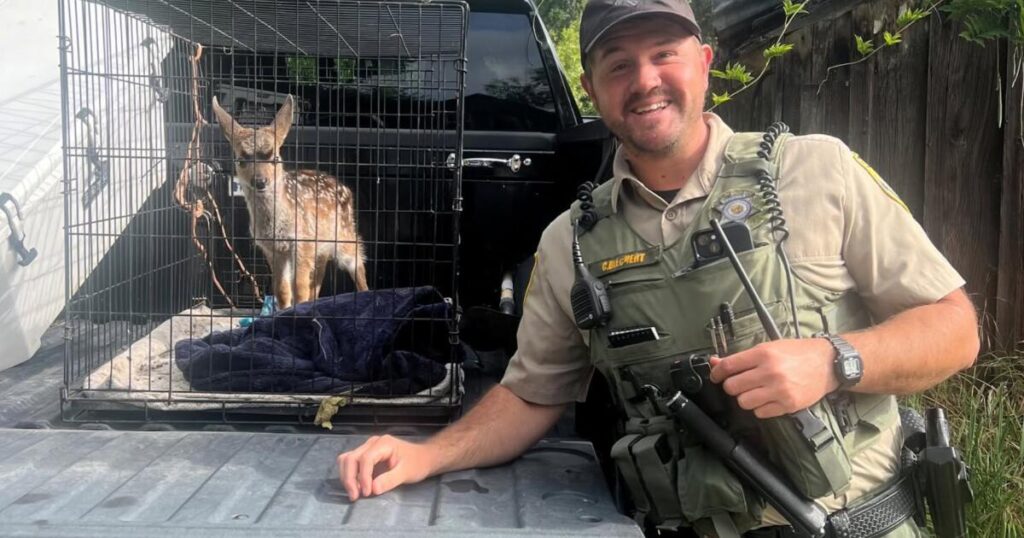 Wild deer captured and kept in a dog crate for weeks. A Bay Area resident is cited