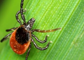 Californian is infected with rare tick-borne illness. What to know about the deadly bacteria