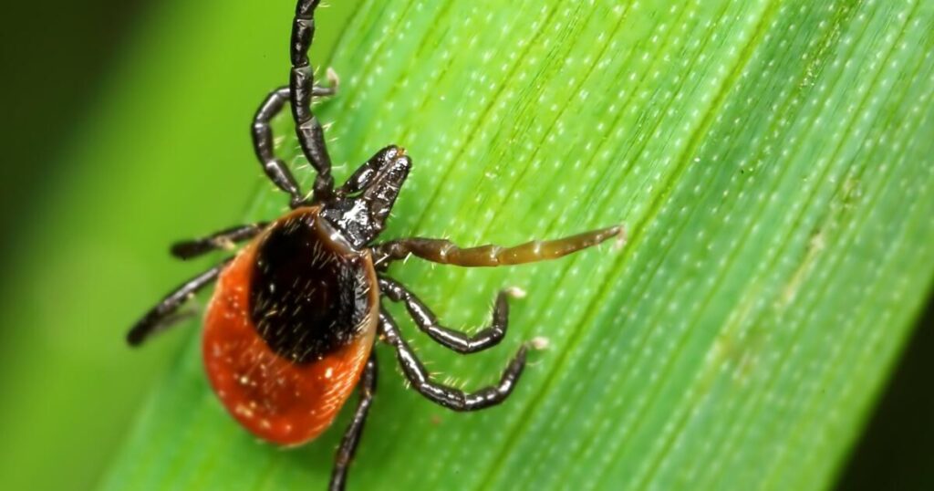 Californian is infected with rare tick-borne illness. What to know about the deadly bacteria
