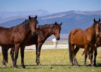 450 wild horses face a roundup in Eastern Sierra as feds proceed with contested plan