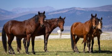 450 wild horses face a roundup in Eastern Sierra as feds proceed with contested plan