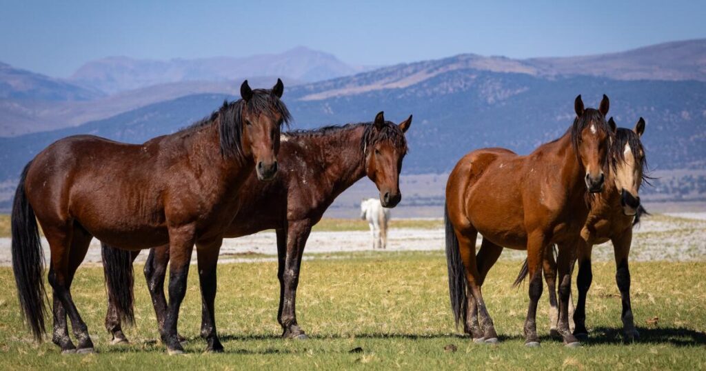 450 wild horses face a roundup in Eastern Sierra as feds proceed with contested plan