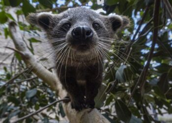 See the zoo babies that smell like popcorn. San Diego Zoo celebrates birth of two bearcats