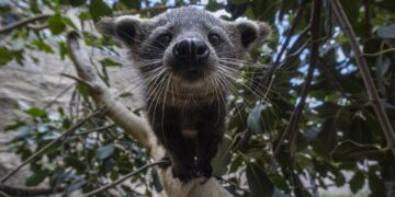 See the zoo babies that smell like popcorn. San Diego Zoo celebrates birth of two bearcats