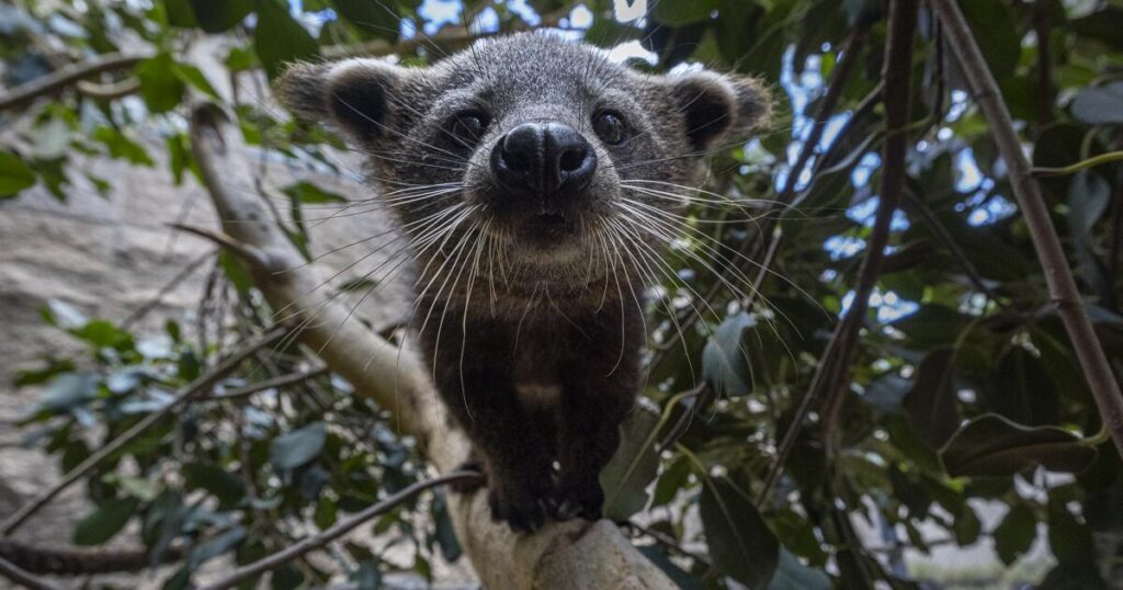 See the zoo babies that smell like popcorn. San Diego Zoo celebrates birth of two bearcats