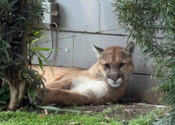 Mountain lion found lounging in Pasadena captured by wildlife officials