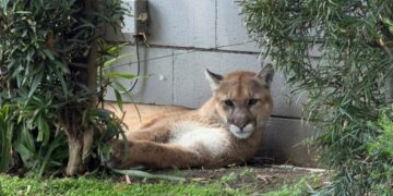 Mountain lion found lounging in Pasadena captured by wildlife officials