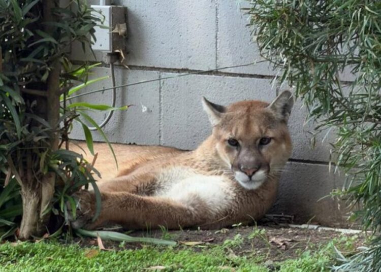 Mountain lion found lounging in Pasadena captured by wildlife officials