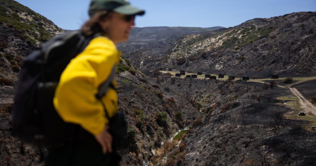 Wildfire almost destroyed a pristine California island. Inside the fight to save this ecological oasis
