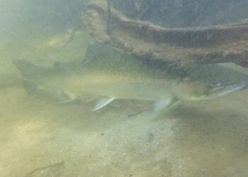 Santa Monica Mountains’ last steelhead trout survived the Palisades fire — and even had babies