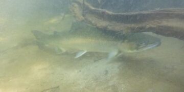 Santa Monica Mountains’ last steelhead trout survived the Palisades fire — and even had babies