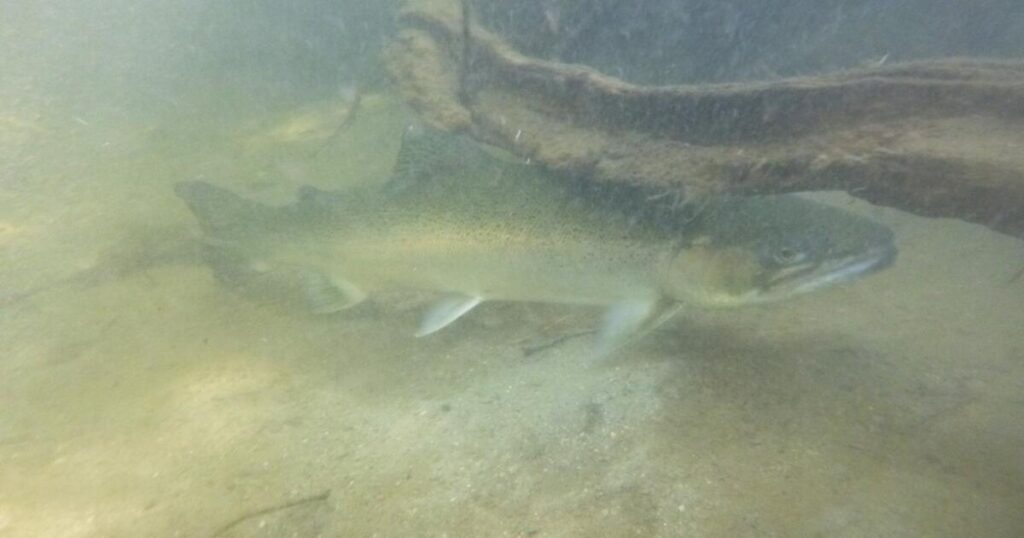 Santa Monica Mountains’ last steelhead trout survived the Palisades fire — and even had babies
