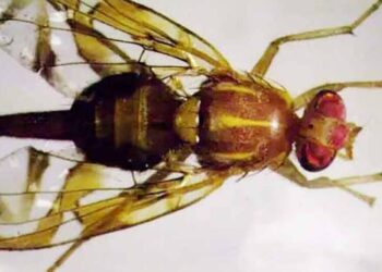 Millions of sterile male Mexican fruit flies to be released in San Diego County