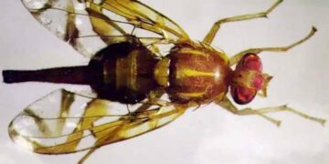 Millions of sterile male Mexican fruit flies to be released in San Diego County