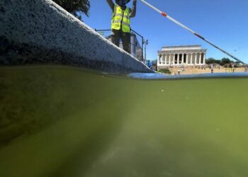 Here is why the Lincoln Memorial Reflecting Pool went green so fast