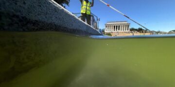 Here is why the Lincoln Memorial Reflecting Pool went green so fast