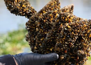 California ends Lake Oroville boat inspections meant to block destructive mussels
