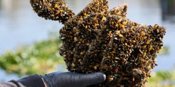 California ends Lake Oroville boat inspections meant to block destructive mussels