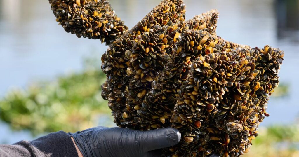 California ends Lake Oroville boat inspections meant to block destructive mussels