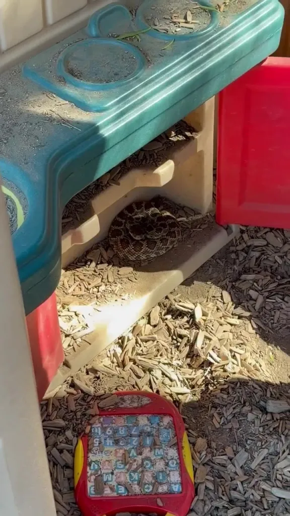 Rattlesnake coiled in the corner of a preschool playhouse.