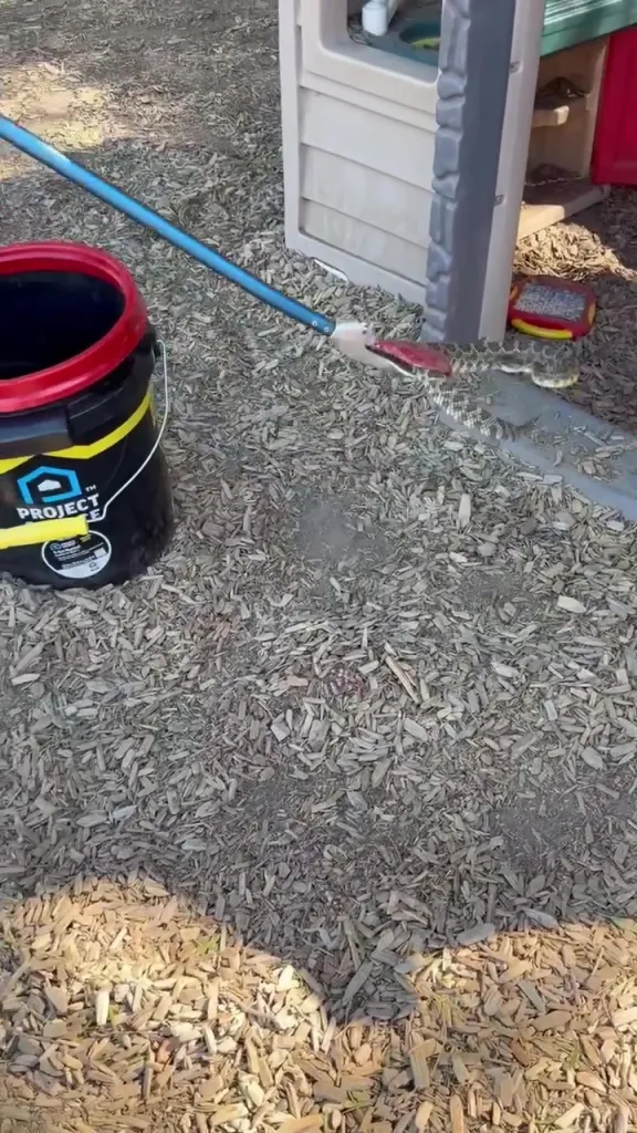A person using a tool to move a rattlesnake into a bucket.