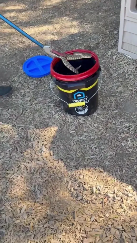 A rattlesnake being removed from a preschool playhouse with a grabber tool and placed into a black bucket.