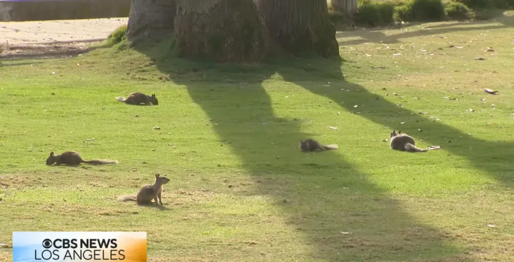 Several squirrels on a grassy field in Santa Monica.