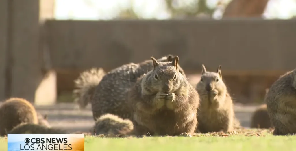 Several squirrels on grass, with one in the foreground eating.