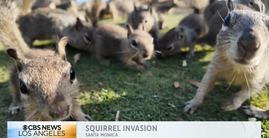 A large group of squirrels on green grass, two of them in the foreground looking directly at the viewer.