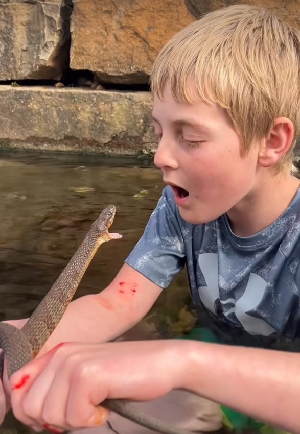 A picture of Koto face to face with a snake.