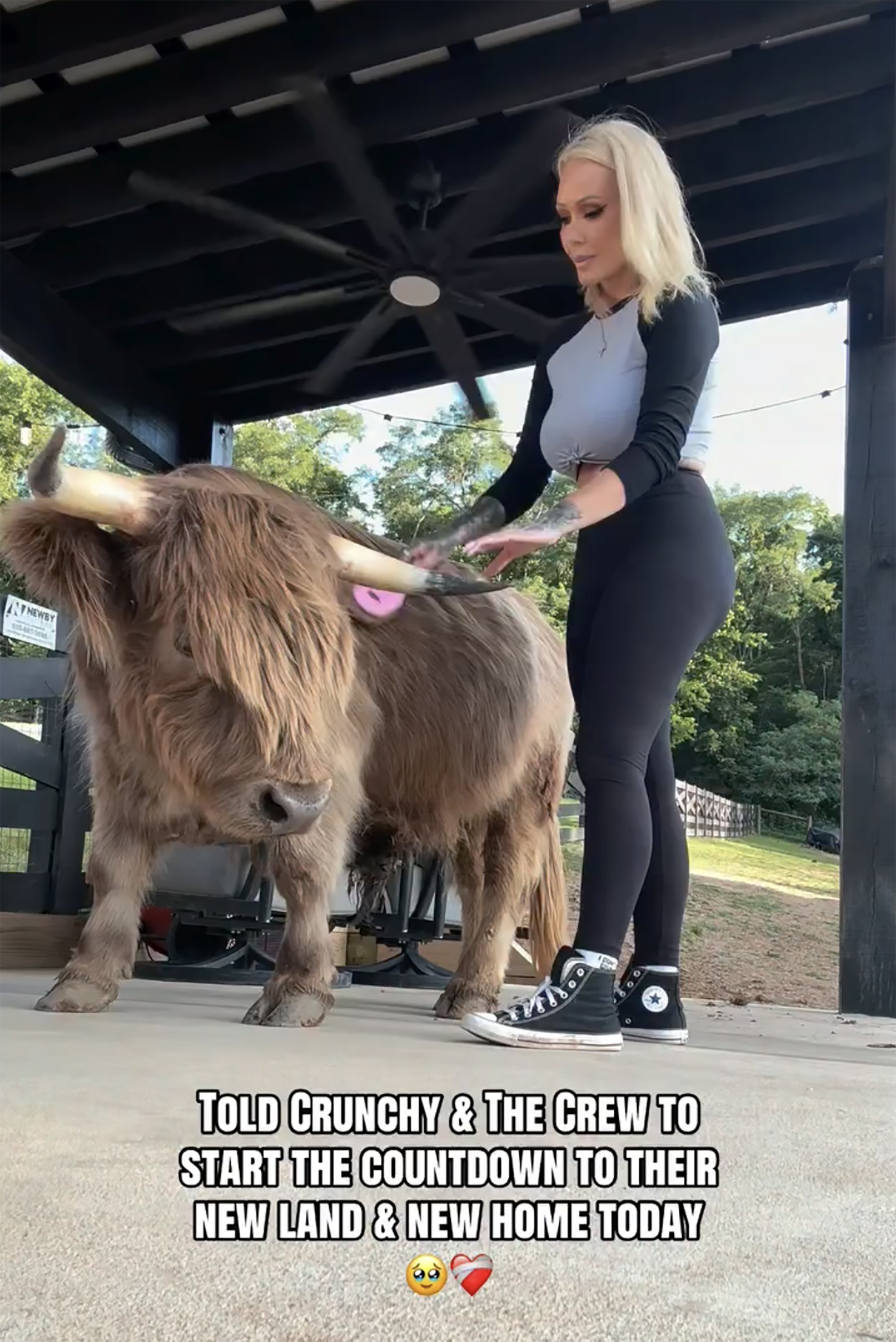 Bunnie XO brushing a fluffy brown highland cow.