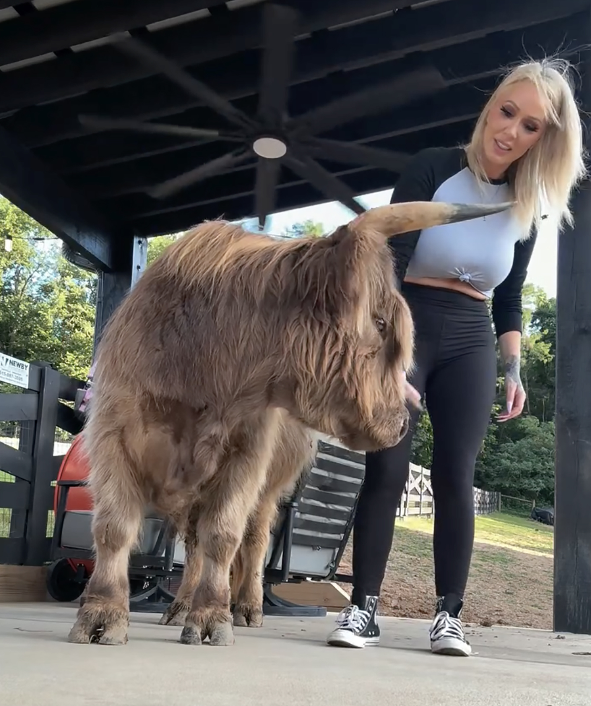 A blonde woman in a white and black shirt and black leggings standing next to a miniature Scottish Highland cow.