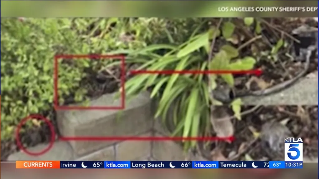 A hidden surveillance camera discovered in a Brea neighborhood, shown amidst foliage and highlighted by red outlines and arrows.