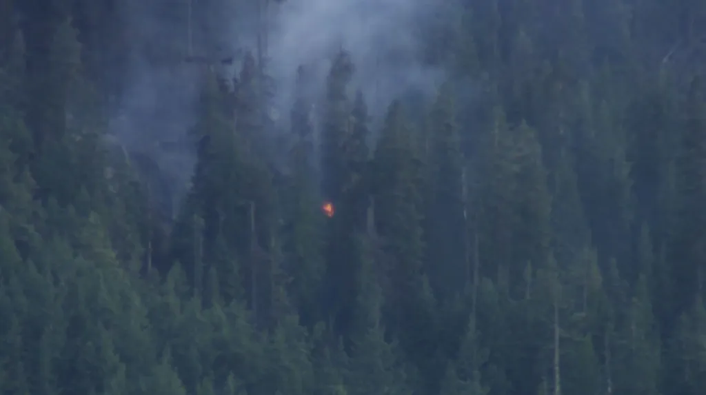 Wildfire burning among dense trees.