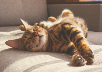 Your Cat May Not Be the Tiny Stress Reliever You Think It Is