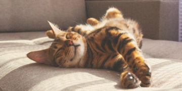 Your Cat May Not Be the Tiny Stress Reliever You Think It Is