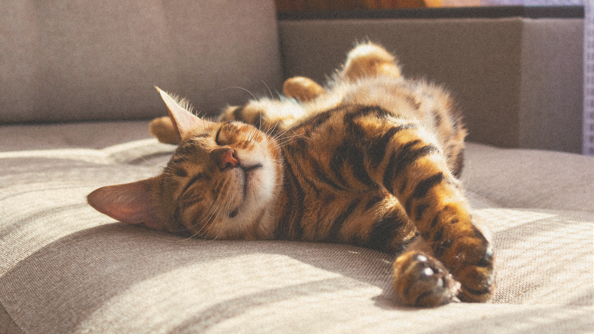 Your Cat May Not Be the Tiny Stress Reliever You Think It Is