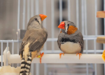 A Bird’s Brain Holds Clues to the Sounds of Music