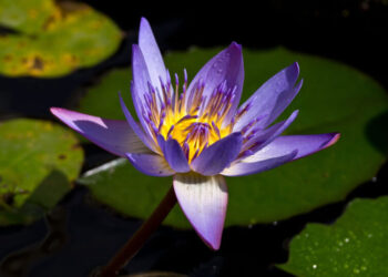 What Were the Lotus-Eaters Eating?