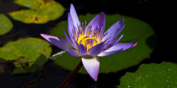 What Were the Lotus-Eaters Eating?