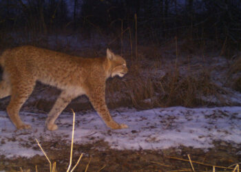Russia Captured Chernobyl. The Wildlife Cameras Kept Recording.