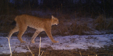 Russia Captured Chernobyl. The Wildlife Cameras Kept Recording.