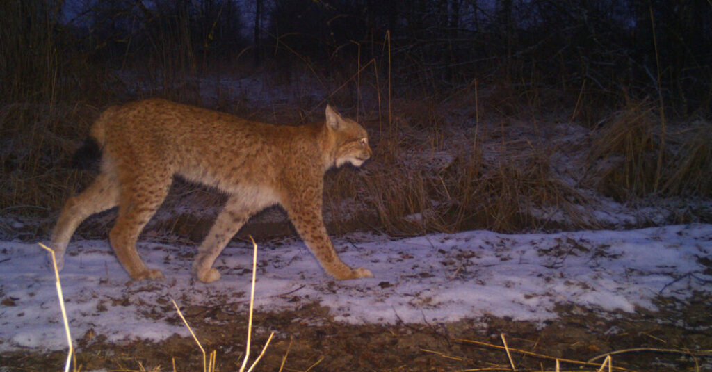 Russia Captured Chernobyl. The Wildlife Cameras Kept Recording.