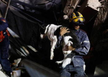 In Venezuela’s Rubble, a Search for the Family Pets