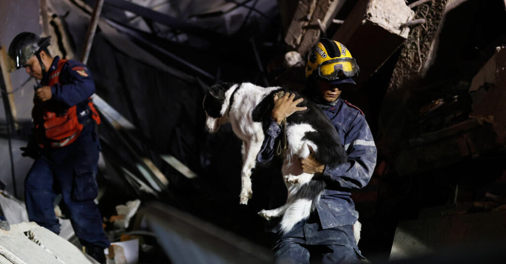 In Venezuela’s Rubble, a Search for the Family Pets