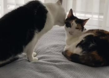 Your Cat Is Being Nice? Think Again.