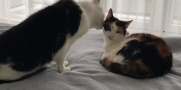Your Cat Is Being Nice? Think Again.
